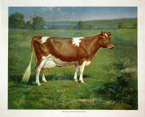 mini Guernsey
