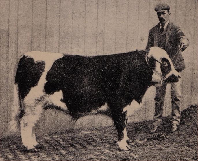 odd marked Dexter steer
